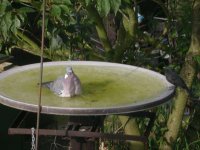 Bird bath.jpg