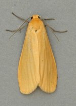 Orange Footman 6880t.jpg