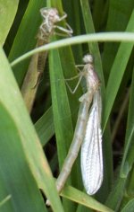 teneral common blue damselfly.jpg