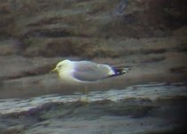 redcargull 022.jpg