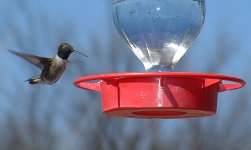 Black-chinned hummer_resized.JPG