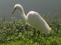 Reddish-Egret.jpg