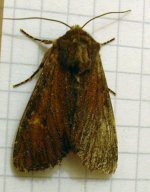 moth 022.jpg