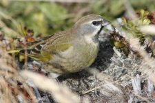 Black Throated Finch (Gypsy Cove) (1st Winter Male) 1.JPG