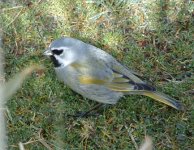 Black Throated Finch (Gypsy Cove) (Male) 3.JPG