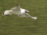 Black Headed Gull.jpg