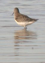 curlew_sand_20aug03_420d.jpg