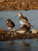 curlew_sand_20aug03_420a.jpg