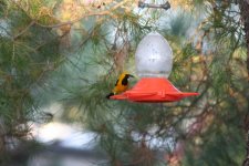 2005_07_06Oriole0440.jpg