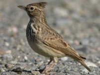 WEBCrested-Lark-sotogrande.jpg