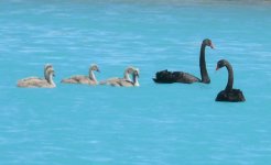 Black_Swan_Twizel_281108a.jpg