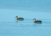 Grey_Duck_Twizel_281108c.jpg