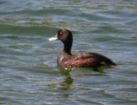 NZScaup_Twizel_281108a.jpg