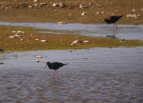 Black_Stilt_Twizel_281108f.jpg