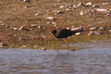 Black_Stilt_Twizel_281108b.jpg