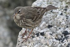 Rock Pipit_08-12-26_013.JPG