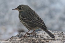 Rock Pipit_08-12-26_012.JPG