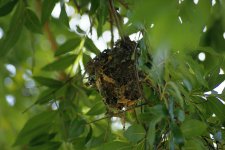 White-bellied sunbird nest.jpg