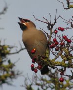 waxwing1.JPG