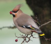 waxwing4.JPG