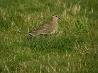 Sociable Plover.jpg