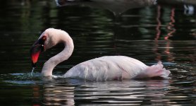 flamingo bathe D90_DSC0072.jpg