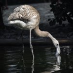 flamingo juv D90_DSC0169.jpg