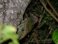 Knysna Woodpecker.jpg