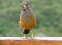 Olive Thrush.JPG