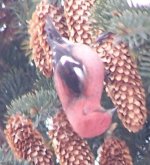 White-winged Crossbill.JPG