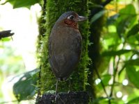 Giant Antpitta.jpg