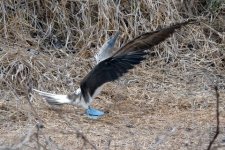 Blue-footed Booby.jpg