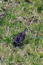 Rufous-collared Sparrow.jpg