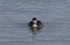 Black-necked Grebe 001.jpg