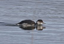 Black-necked Grebe 006.jpg