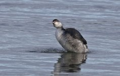 Black-necked Grebe 007.jpg