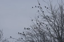 C Waxwing 001.jpg