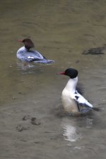 Common Merganser 2024-01-15 b.JPG