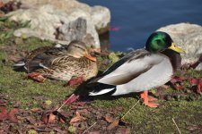 Mallard 2024-01-15 a.JPG