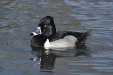 Ring-necked Duck 2024-01-15 a.JPG