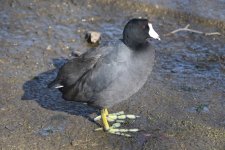 American Coot 2024-01-15 a.JPG