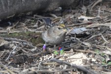 Golden-crowned Sparrow 2024-01-15 a.JPG