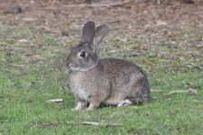 Brush Rabbit 2024-01-15 b.JPG