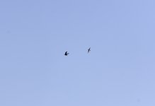 20240118 - Corvid vs BoP 5.jpg