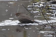 California Towhee 2024-01-18.JPG