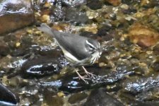 Louisiana Waterthrush  2024-01-18 a.JPG