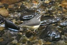 Louisiana Waterthrush  2024-01-18 c.JPG