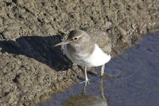 A Common Sandpiper 002.jpg