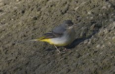 A Grey Wagtail 001.jpg