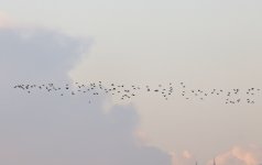 C Dunlin 001.jpg